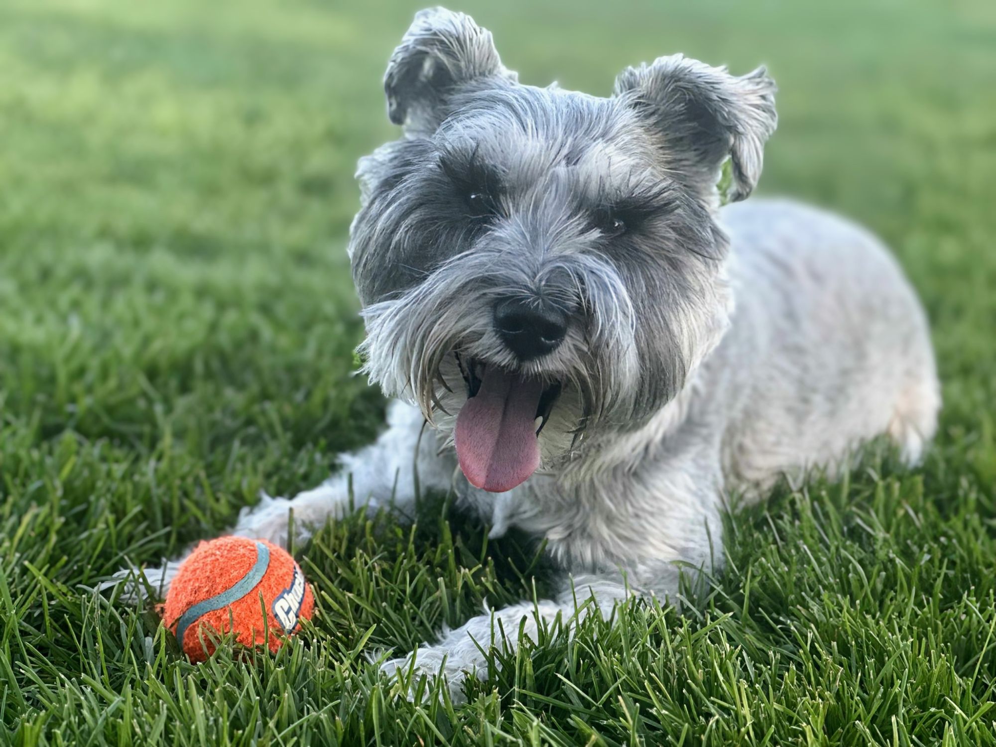 Tilly the dog